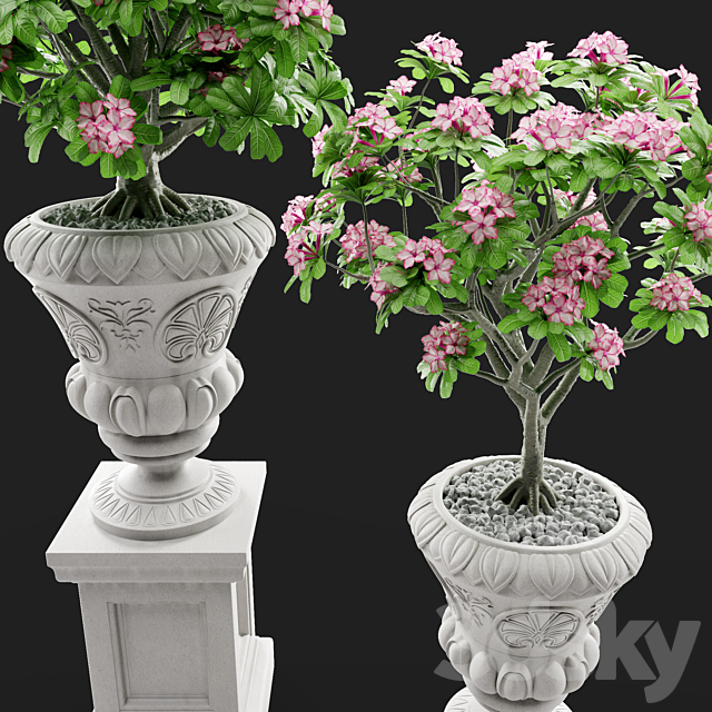 Adenium Desert rose in classic vase. 3DSMax File - thumbnail 2