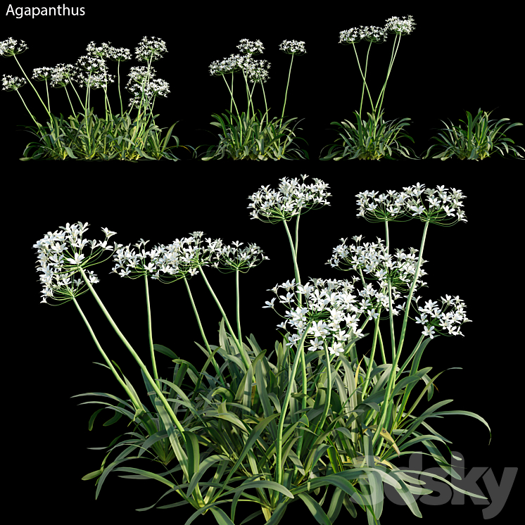 Agapanthus 02 3DS Max - thumbnail 1