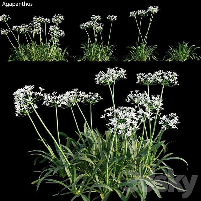 Agapanthus 02 3DSMax File - thumbnail 1