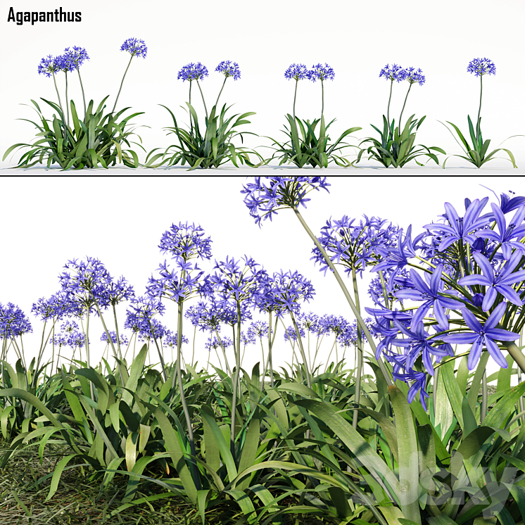 Agapanthus 3DS Max - thumbnail 1