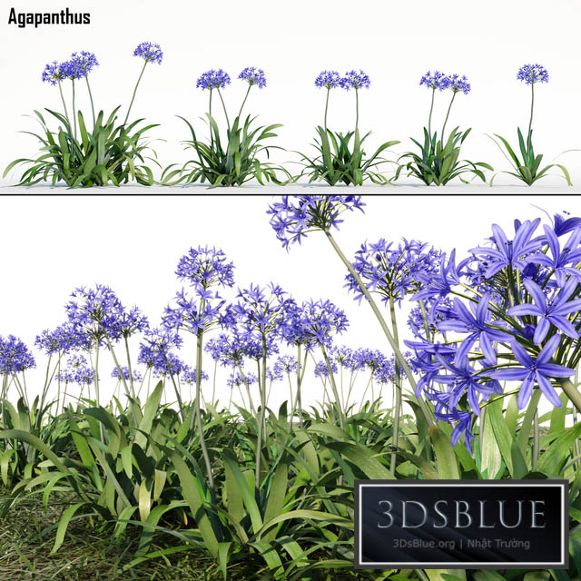 Agapanthus 3DS Max - thumbnail 3