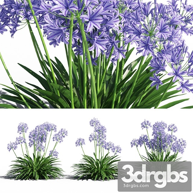 Agapanthus - thumbnail 1