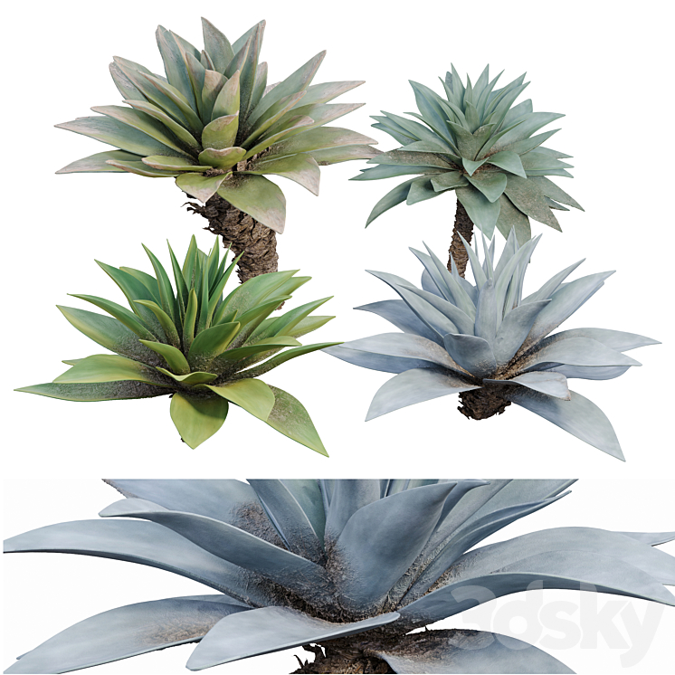 Agave 03 3DS Max Model - thumbnail 1