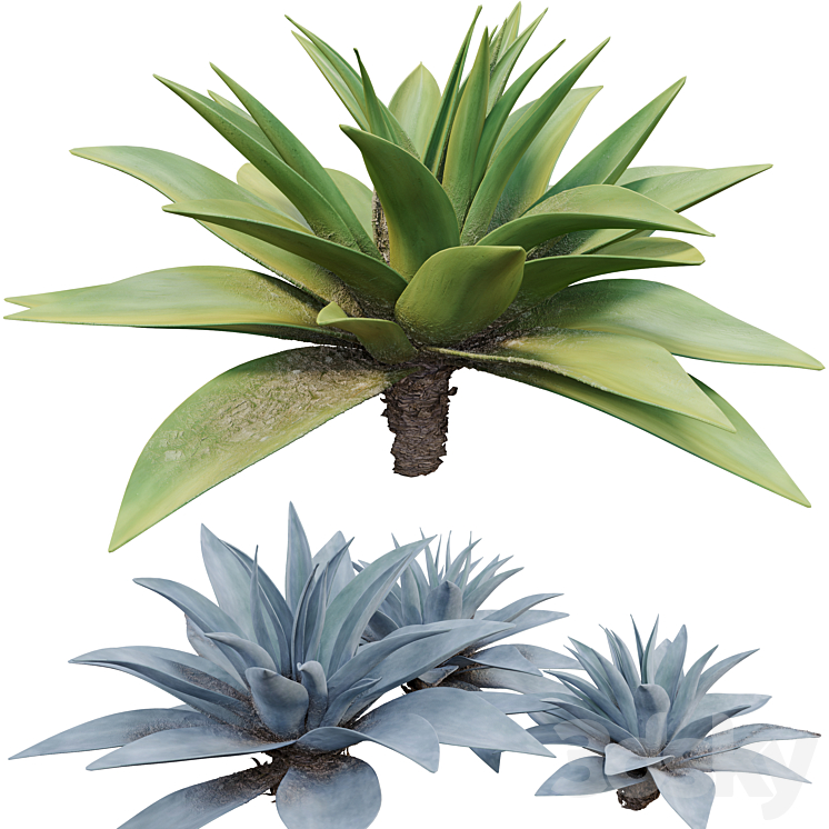 Agave 03 3DS Max Model - thumbnail 2