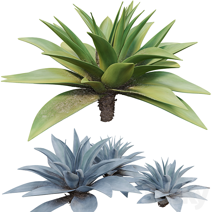 Agave 03 3DS Max - thumbnail 2