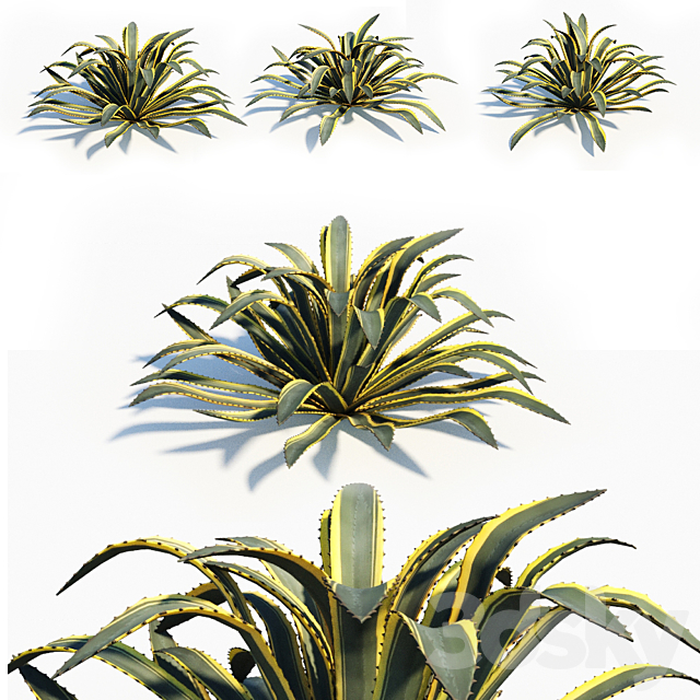 Agave americana 3ds Max - thumbnail 1