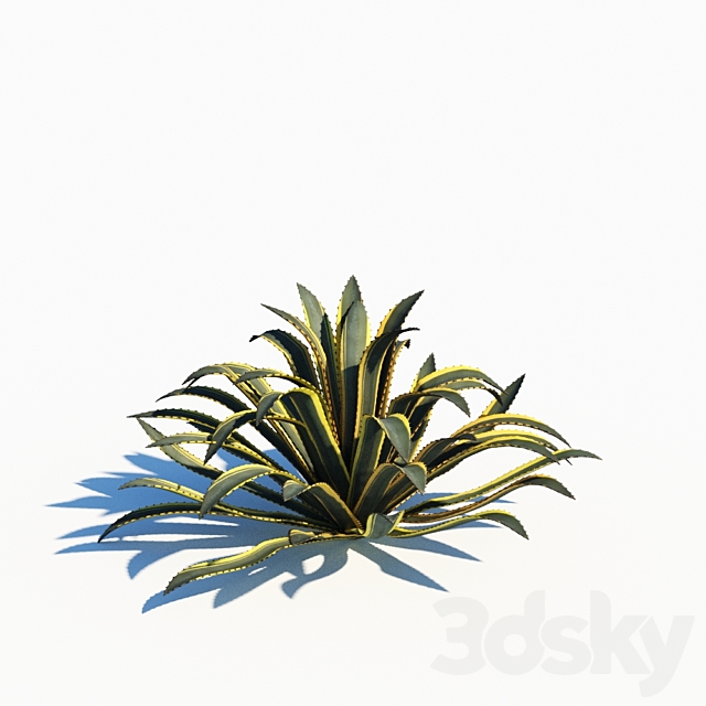 Agave americana 3ds Max - thumbnail 2