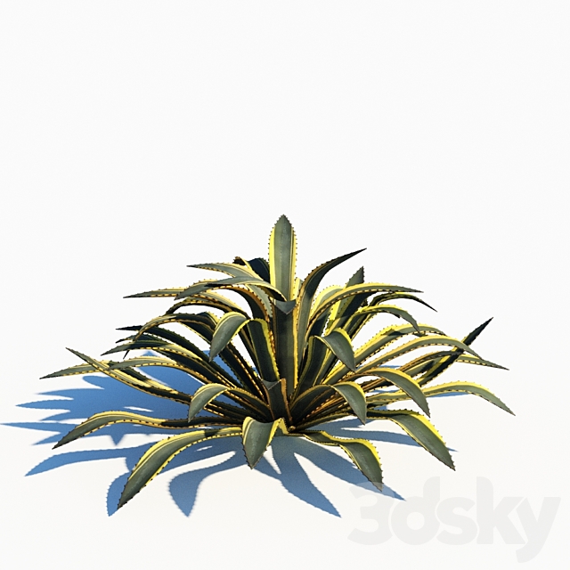 Agave americana 3ds Max - thumbnail 3