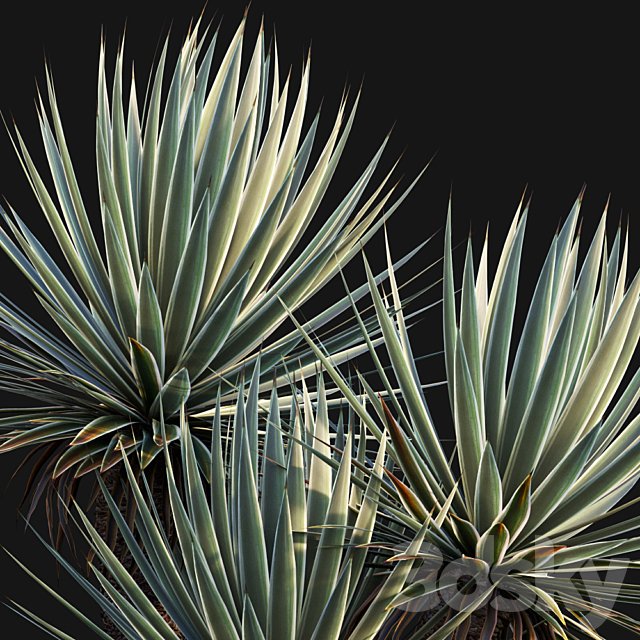 Agave Angustifolia – Caribbean Agave – 01 3DS Max Model - thumbnail 2