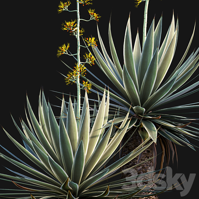 Agave Angustifolia – Caribbean Agave – 01 3DS Max Model - thumbnail 3