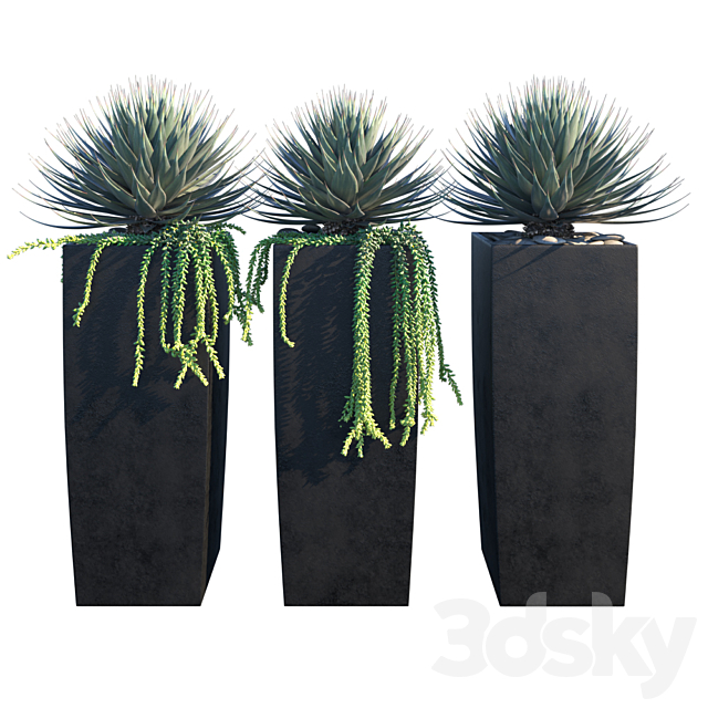 Agaves on pots 3ds Max - thumbnail 1