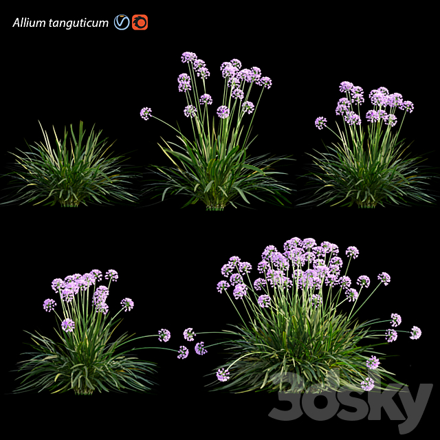 Allium tanguticum_03 3ds Max - thumbnail 1