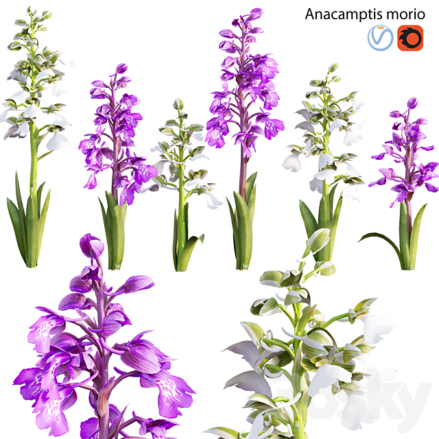 Anacamptis morio – Green winged orchid 3ds Max - thumbnail 1