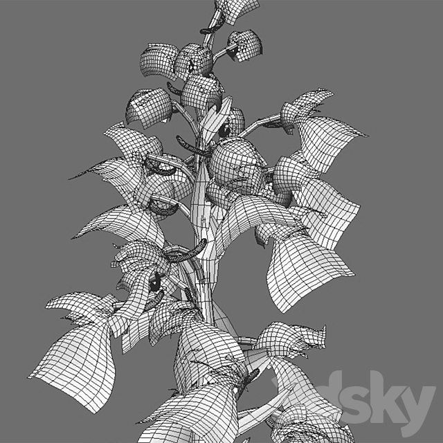 Anacamptis morio – Green winged orchid 3ds Max - thumbnail 2