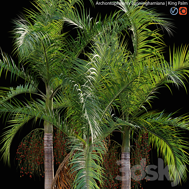 Archontophoenix cunninghamiana – King Palm – 01 3DS Max Model - thumbnail 2