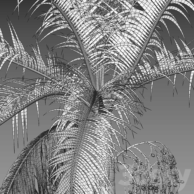 Archontophoenix cunninghamiana – King Palm – 01 3DS Max Model - thumbnail 3