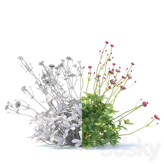 Astrantia big flowers | Astrantia major ruby cloud 3ds Max - thumbnail 2