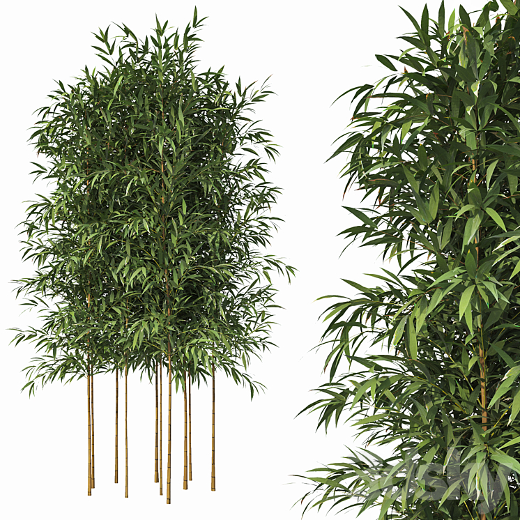 Bamboo 10 Models 3DS Max - thumbnail 1