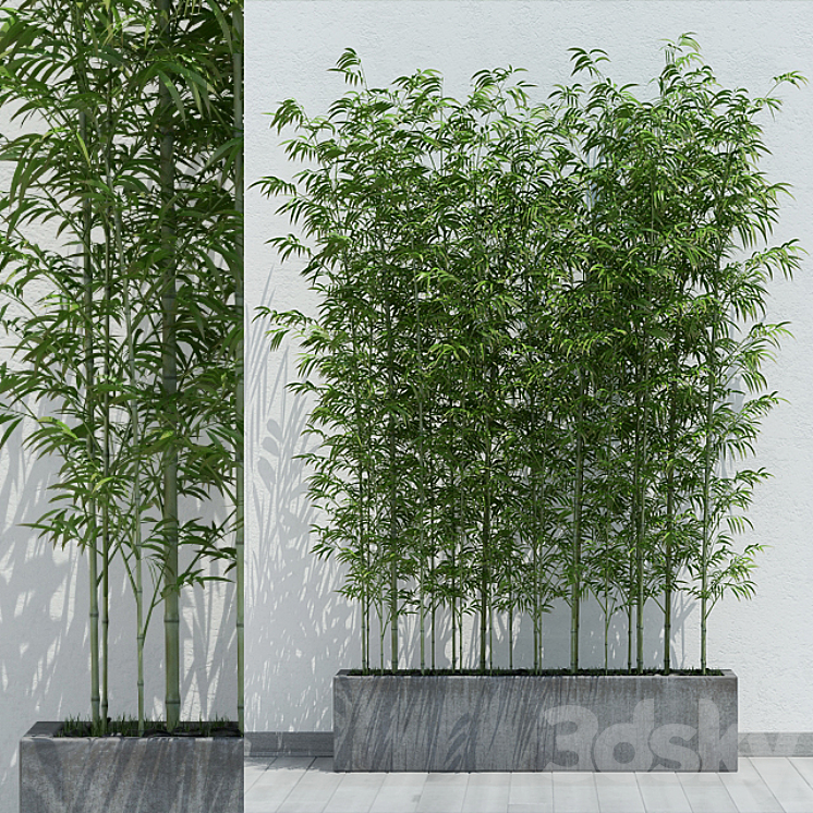 Bamboo 2 3DS Max - thumbnail 1