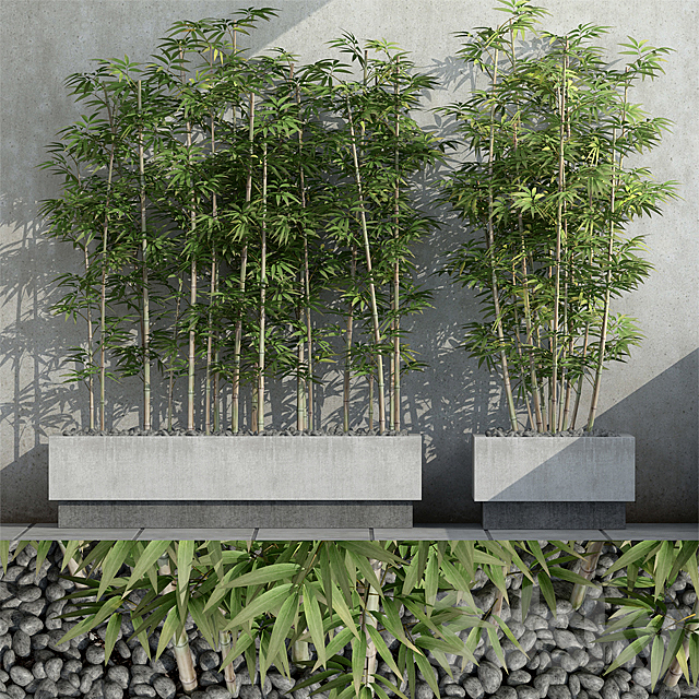 Bamboo 3 3DSMax File - thumbnail 1