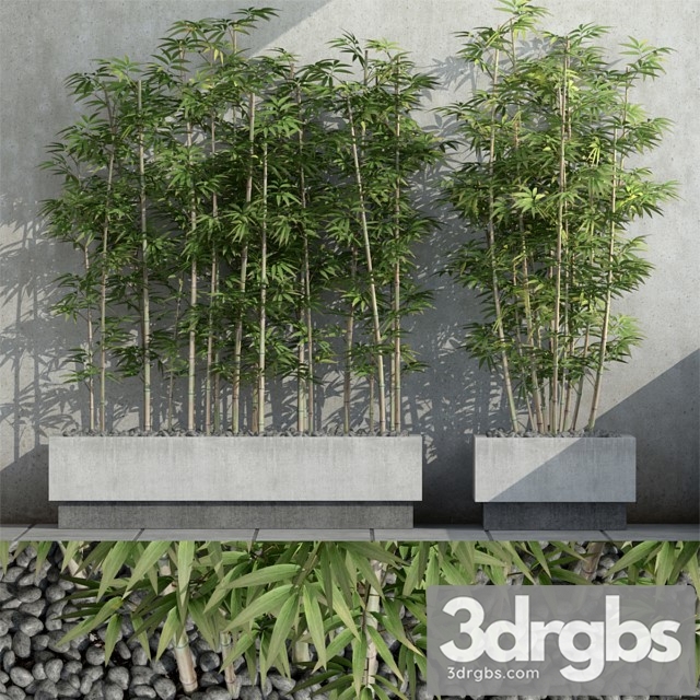 Bamboo Plant 3 3dsmax Download - thumbnail 1