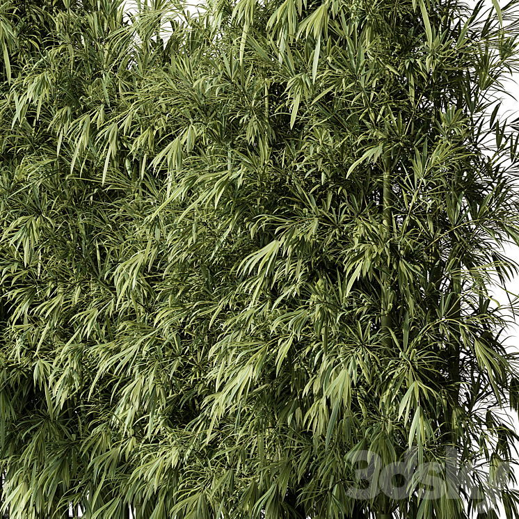 Bamboo Plants – Outdoor Plants 468 3DS Max Model - thumbnail 2
