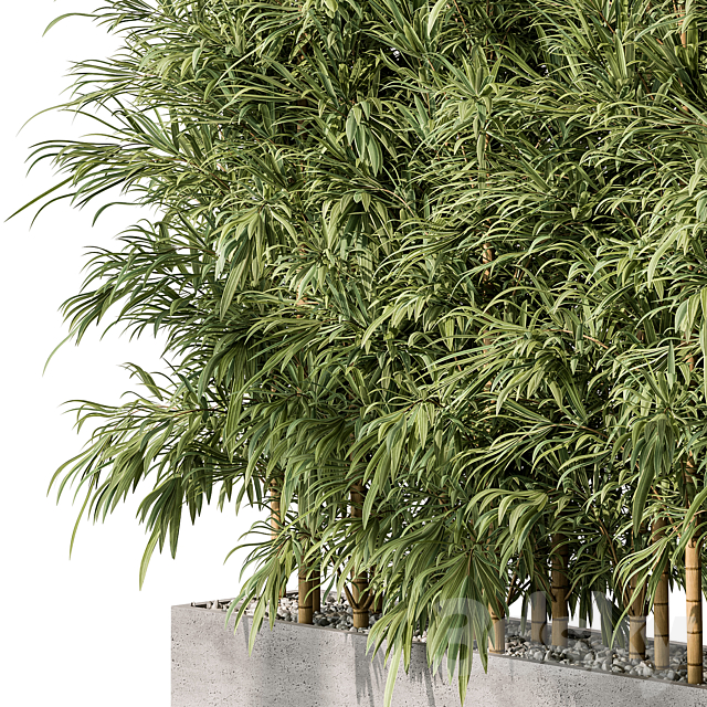 Bamboo Plants – Outdoor Plants 469 3DSMax File - thumbnail 3