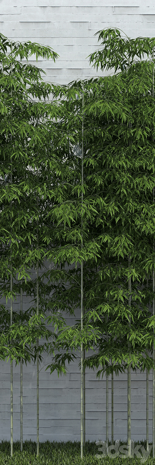 Bamboo Trees for scatter 3ds Max - thumbnail 2