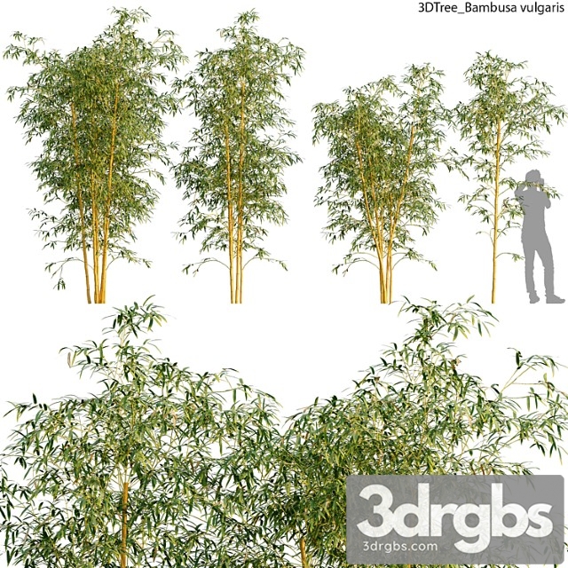 Bambusa Vulgaris 01 3dsmax Download - thumbnail 1