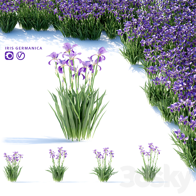 Bearded Iris Flowers | Iris germanica 3ds Max - thumbnail 1