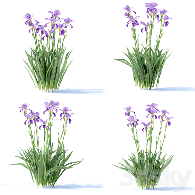 Bearded Iris Flowers | Iris germanica 3ds Max - thumbnail 2