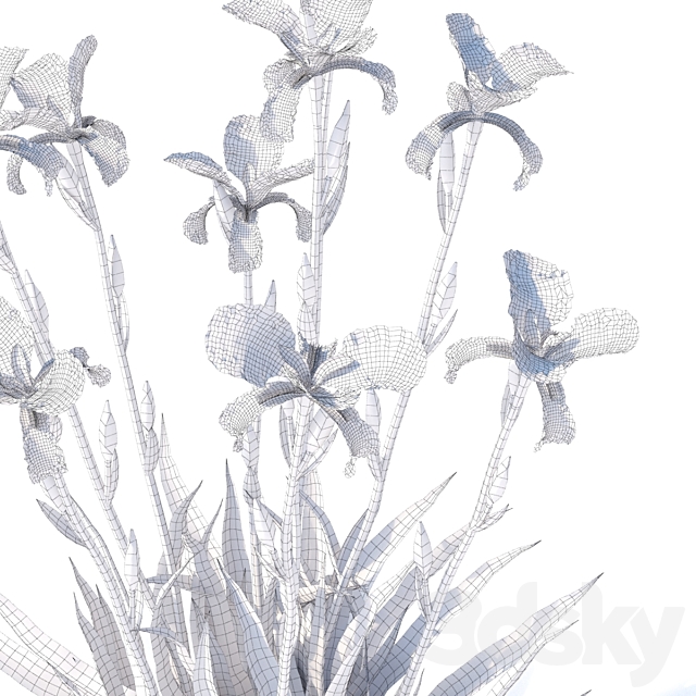 Bearded Iris Flowers | Iris germanica 3ds Max - thumbnail 3