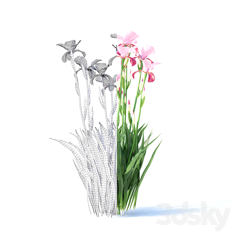 Bearded iris flowers | Iris germanica 4 colors 3DS Max - thumbnail 2