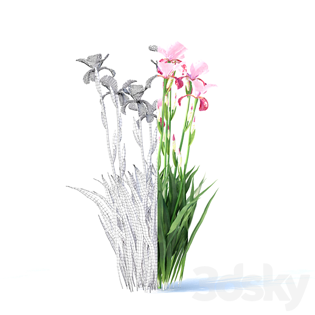 Bearded iris flowers | Iris germanica 4 colors 3DSMax File - thumbnail 2