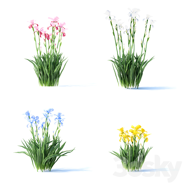 Bearded iris flowers | Iris germanica 4 colors 3DSMax File - thumbnail 4