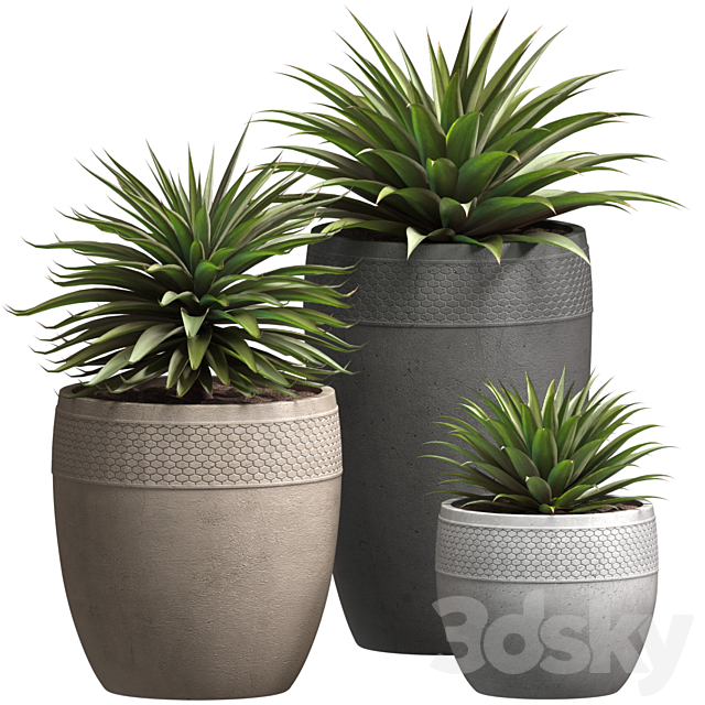 Beautiful Decorative Agave plants in outdoor pots.Restoration Hardware Flowerpot 3ds Max - thumbnail 1