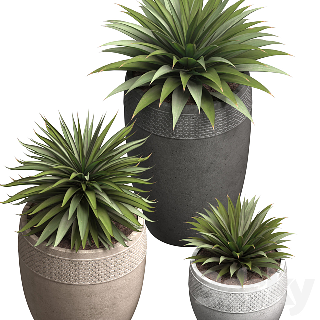 Beautiful Decorative Agave plants in outdoor pots.Restoration Hardware Flowerpot 3ds Max - thumbnail 2