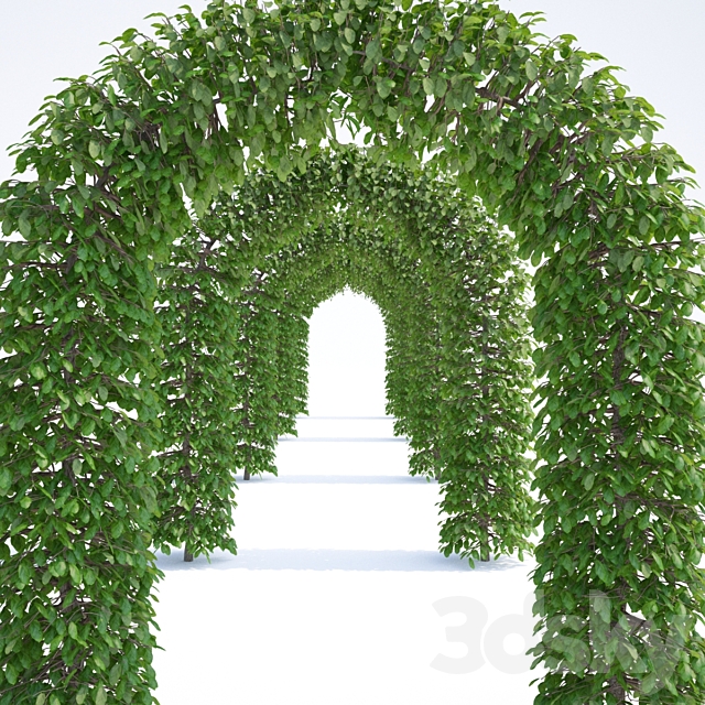 Beech european arch | Fagus sylvatica arc 3DS Max Model - thumbnail 3