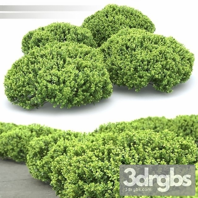 Berberis Thunbergii Kobold 3dsmax Download - thumbnail 1