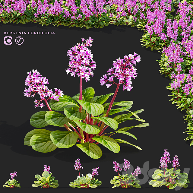 Bergenia cordifolia flowers | Bergenia cordifolia 3ds Max - thumbnail 1