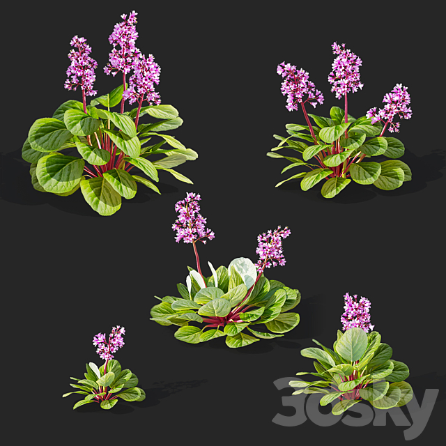 Bergenia cordifolia flowers | Bergenia cordifolia 3ds Max - thumbnail 2