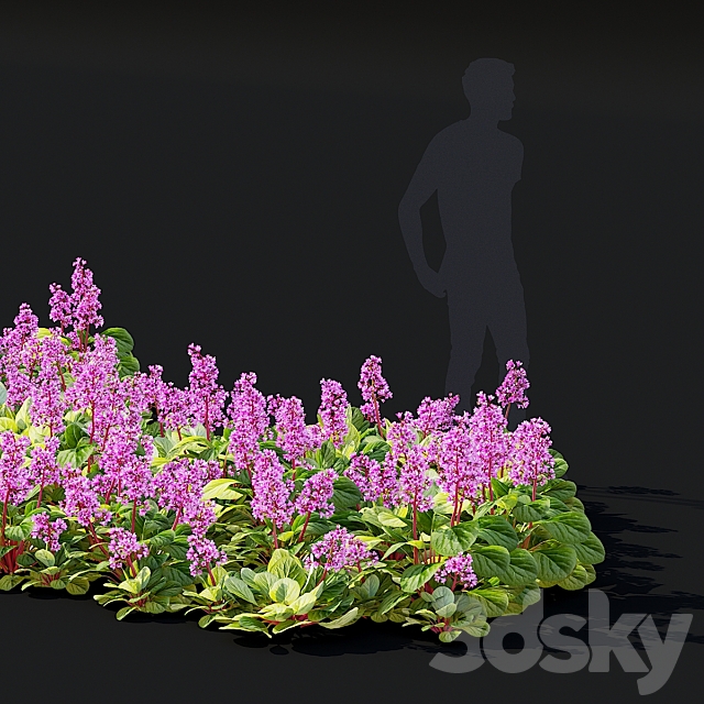 Bergenia cordifolia flowers | Bergenia cordifolia 3ds Max - thumbnail 3