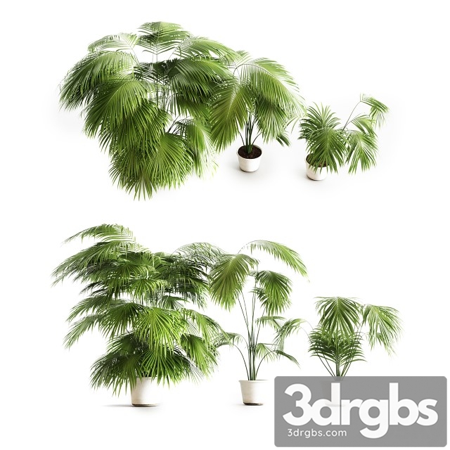 Big Palms 3dsmax Download - thumbnail 1