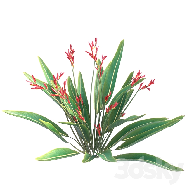 bird of paradise flower plants 3ds Max - thumbnail 2