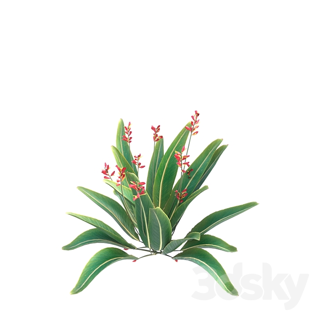 bird of paradise flower plants 3ds Max - thumbnail 3