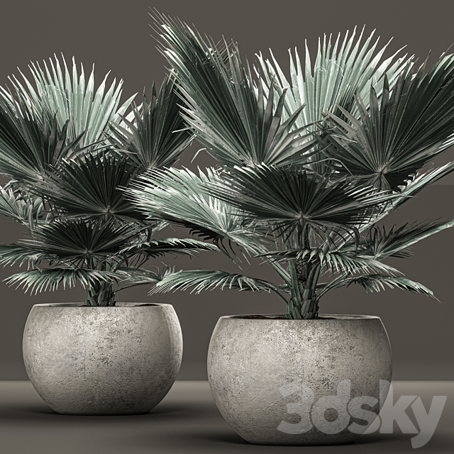 Bismarckia nobilis 2. fan palm blue palm brachea bismarckia concrete flowerpot 3ds Max - thumbnail 1