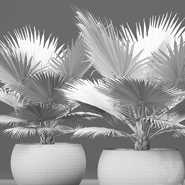 Bismarckia nobilis 2. fan palm blue palm brachea bismarckia concrete flowerpot 3ds Max - thumbnail 2