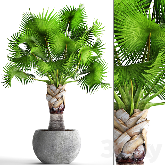 Bismarckia Nobilis green. fan palm brachea bismarckia palm tree in a vase pot decorative outdoor 3ds Max - thumbnail 1