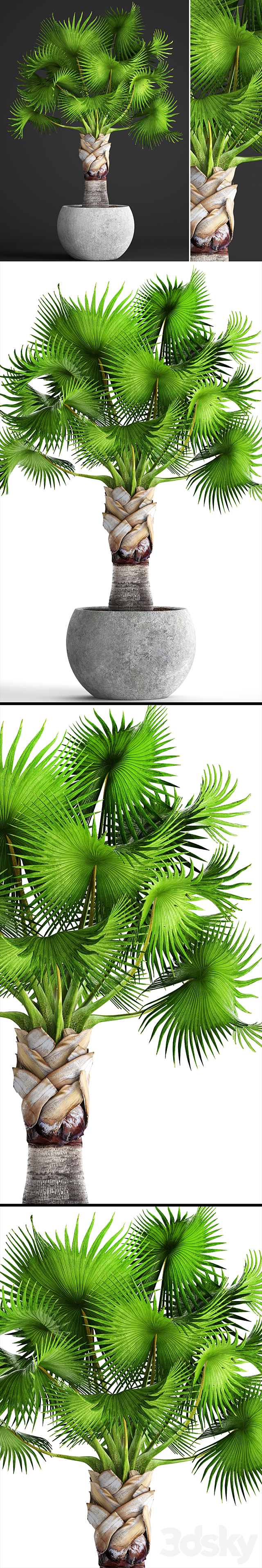 Bismarckia Nobilis green. fan palm brachea bismarckia palm tree in a vase pot decorative outdoor 3ds Max - thumbnail 2