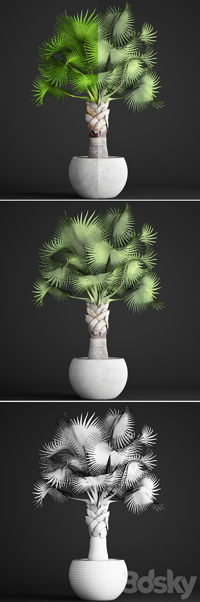 Bismarckia Nobilis green. fan palm brachea bismarckia palm tree in a vase pot decorative outdoor 3ds Max - thumbnail 3